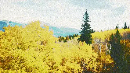 GIF du filtre rétro dans Clipchamp.