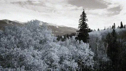 GIF du filtre noir et blanc de Clipchamp.